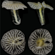 Illustration for article titled Bizarre Sea Creatures Force Scientists To Create New Category Of Life